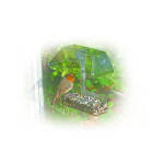 UpClose Window Feeder Special Bird Feeders British Bird Food - UK wild bird food suppliers, bird seed and garden wildlife